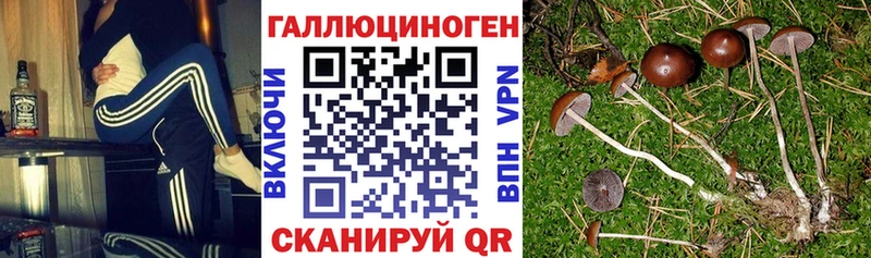 купить наркоту  Жиздра  Псилоцибиновые грибы Cubensis 